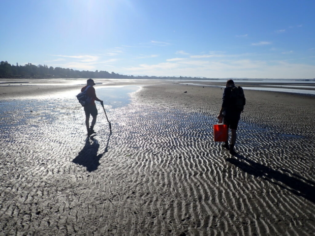 PhD field work (intertidal neoichnology)